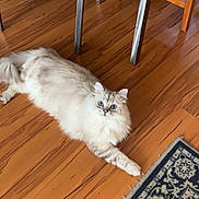 Floyd joined the competition — help win amazing prizes! cat, fluffy, wide_eyes, wooden_floor, rug, chair, cushion, indoor, pet, furniture, flooring, animal, curious, relaxed, domestic, home, mammal, whiskers, paws, fur