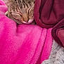 cat, tabby, sleeping, cozy, blanket, pink, soft, fur, resting, pet, animal, cute, closeup, indoor, relaxation, comfort, warm, snuggled, peaceful, feline