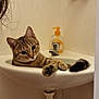 cat, tabby_cat, sink, bathroom, soap_dispenser, towel, curious, indoor, pet, animal, resting, feline, cute, paw, tail, white_wall, plumbing, relaxed, domestic, funny