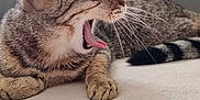 Kitty participe au concours pour gagner de l'argent avec cette photo : cat, tabby, yawning, pet, animal, fur, whiskers, paws, relaxed, sleepy, indoor, closeup, mammal, striped, cute, feline, resting, soft, blanket, domestic