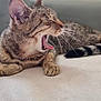 cat, tabby, yawning, pet, animal, fur, whiskers, paws, relaxed, sleepy, indoor, closeup, mammal, striped, cute, feline, resting, soft, blanket, domestic