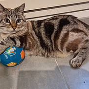 Blue a rejoint le concours — aidez-le/la à gagner de superbes lots ! cat, tabby, ball, toy, floor, indoor, pet, animal, paw, curious, alert, striped, playful, domestic_cat, mammal, whiskers, ears, tail, closeup, resting