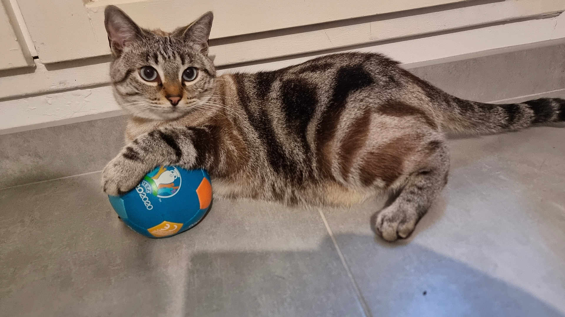 Blue a rejoint le concours — aidez-le/la à gagner de superbes lots ! cat, tabby, ball, toy, floor, indoor, pet, animal, paw, curious, alert, striped, playful, domestic_cat, mammal, whiskers, ears, tail, closeup, resting