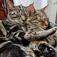 Luca a rejoint le concours — aidez-le/la à gagner de superbes lots ! cat, tabby_cat, sleeping, snuggling, pets, fur, paw, close_up, domestic_animal, animal, cute, resting, cozy, indoor, whiskers, ears, face, peaceful, companion, friendship