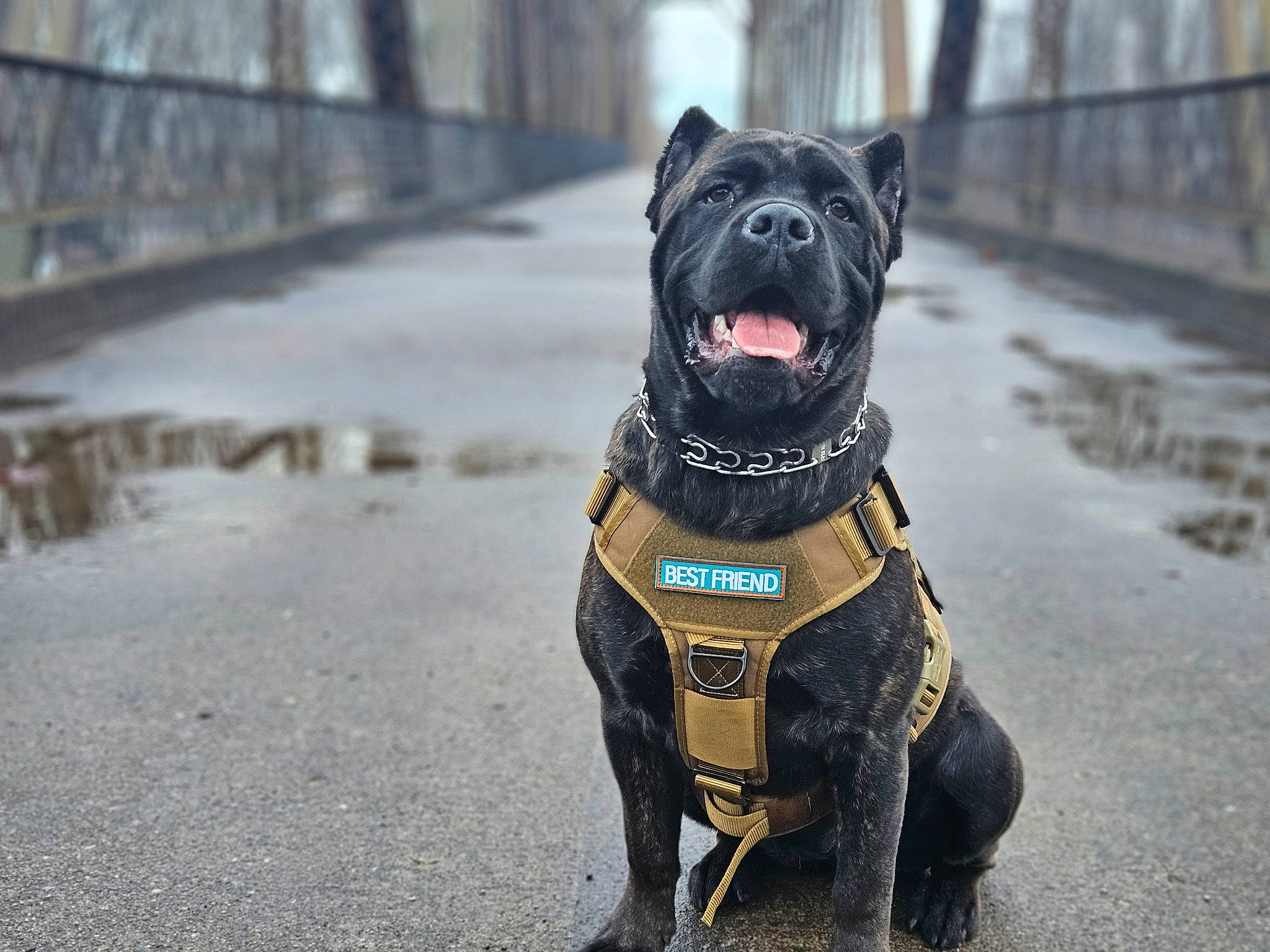 Denali joined the competition — help win amazing prizes! canidae, carnivore, collar, companion_dog, dog, dog_breed, dog_collar, fawn, fence, fur, guard_dog, leash, molosser, pet_supply, snout, sporting_group, tail, water, whiskers, working_animal
