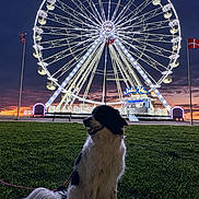 Saly a rejoint le concours — aidez-le/la à gagner de superbes lots ! dog, grass, ferris_wheel, night, sky, sunset, leash, flag, amusement_park, silhouette, outdoor, animal, pet, park, recreation, evening, lights, large, scenic, calm