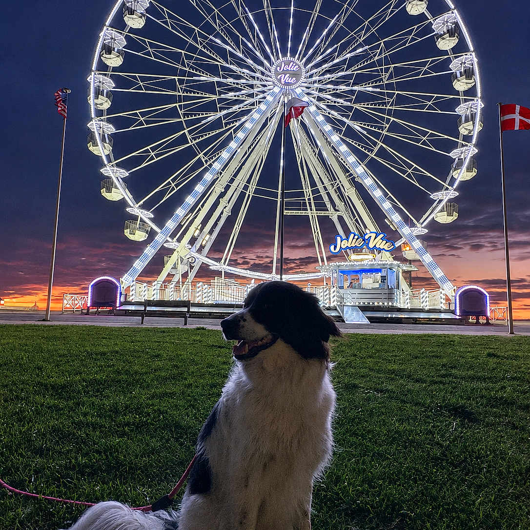 Saly a rejoint le concours — aidez-le/la à gagner de superbes lots ! dog, grass, ferris_wheel, night, sky, sunset, leash, flag, amusement_park, silhouette, outdoor, animal, pet, park, recreation, evening, lights, large, scenic, calm