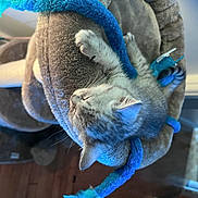 Iris participe au concours pour gagner de l'argent avec cette photo : art, blue, cap, electric_blue, felidae, fur, hat, natural_material, plush, russian_blue, snout, stuffed_toy, tail, thread, wood, wool, working_animal, wrinkle