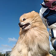Gaïa a rejoint le concours — aidez-le/la à gagner de superbes lots ! dog, pomeranian, fluffy, outdoor, blue_sky, person, jacket, jeans, smiling, pet, canine, fur, nature, clouds, sunlight, happy, animal, companion, portrait, cute