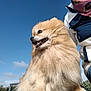 dog, pomeranian, fluffy, outdoor, blue_sky, person, jacket, jeans, smiling, pet, canine, fur, nature, clouds, sunlight, happy, animal, companion, portrait, cute