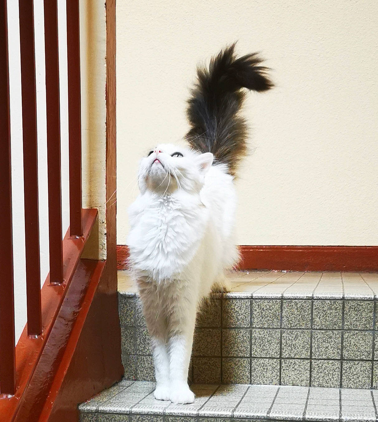 Layla participe au concours pour gagner de l'argent avec cette photo : american_curl, carnivore, cat, domestic_long_haired_cat, fawn, felidae, mammal, norwegian_forest_cat, persian, polydactyl_cat, ragamuffin, small_to_medium_sized_cats, tail, turkish_angora, vertebrate, whiskers