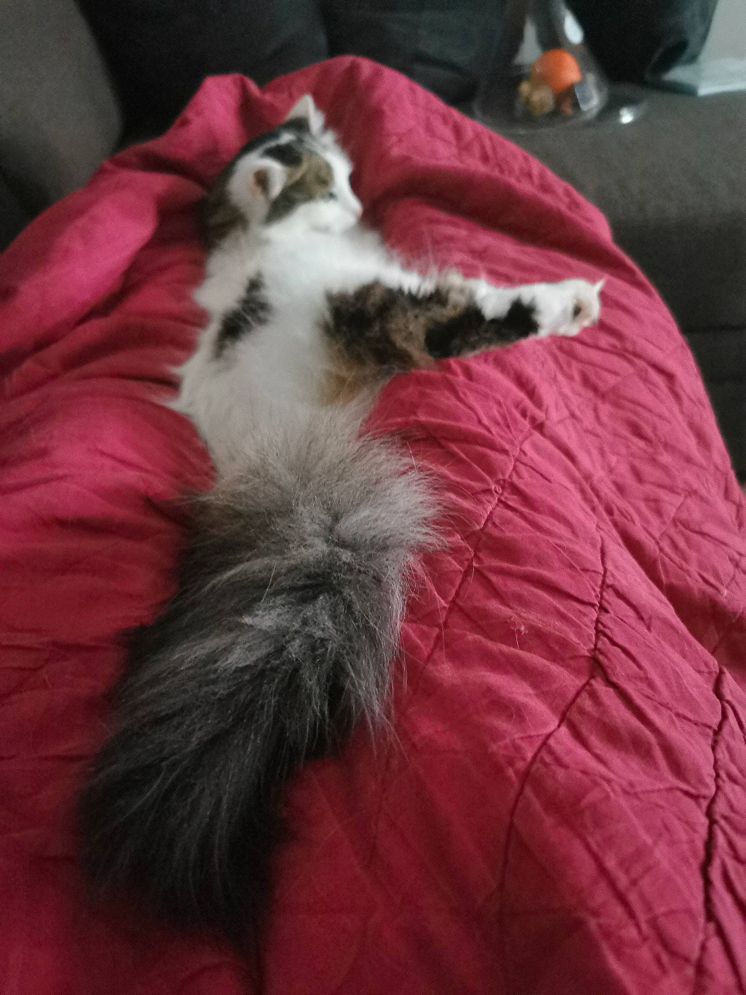 Layla a rejoint le concours — aidez-le/la à gagner de superbes lots ! carnivore, cat, claw, domestic_long_haired_cat, felidae, fur, kitten, norwegian_forest_cat, ragamuffin, small_to_medium_sized_cats, tail, whiskers