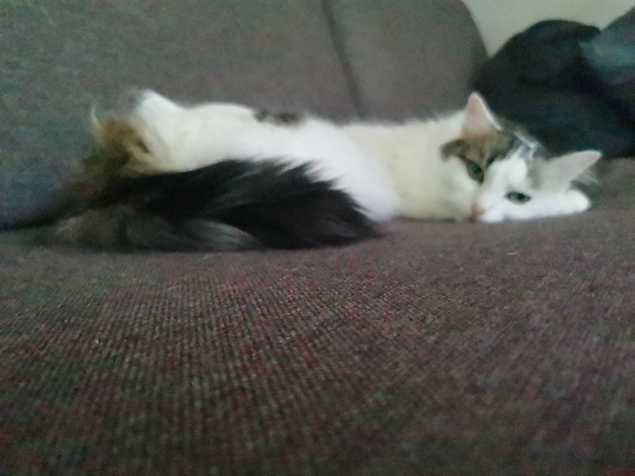 Layla participe au concours pour gagner de l'argent avec cette photo : aegean_cat, canidae, carnivore, cat, domestic_short_haired_cat, european_shorthair, felidae, fur, kitten, mammal, nap, paw, polydactyl_cat, small_to_medium_sized_cats, tail, whiskers