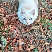 Nougat participe au concours pour gagner de l'argent avec cette photo : cat, white_cat, blue_eyes, animal, pet, outdoor, autumn, dry_leaves, grass, nature, crouching, fur, mammal, close_up, wildlife, ground, fall, cute, alert, staring