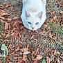 cat, white_cat, blue_eyes, animal, pet, outdoor, autumn, dry_leaves, grass, nature, crouching, fur, mammal, close_up, wildlife, ground, fall, cute, alert, staring