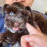affection, animal, blue_eye, brown_fur, casual_clothing, close_up, cute, dog, face, furry, hand, holding, human_interaction, indoor, person, pet, portrait, puppy, tongue_out, young_dog