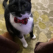 Mellow joined the competition — help win amazing prizes! animal, bell, black_and_white, bow_tie, carpet, cat, close_up, curious, cute, domestic, feline, furniture, home, indoor, looking_up, patterned, paws, pet, sitting, whiskers