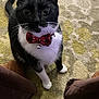 animal, bell, black_and_white, bow_tie, carpet, cat, close_up, curious, cute, domestic, feline, furniture, home, indoor, looking_up, patterned, paws, pet, sitting, whiskers