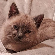 Eve is registered to the contest to win money with this photo: kitten, cat, feline, close_up, soft, blanket, cozy, fur, pet, animal, cute, whiskers, ears, sleepy, indoor, young, mammal, resting, face, domestic_animal