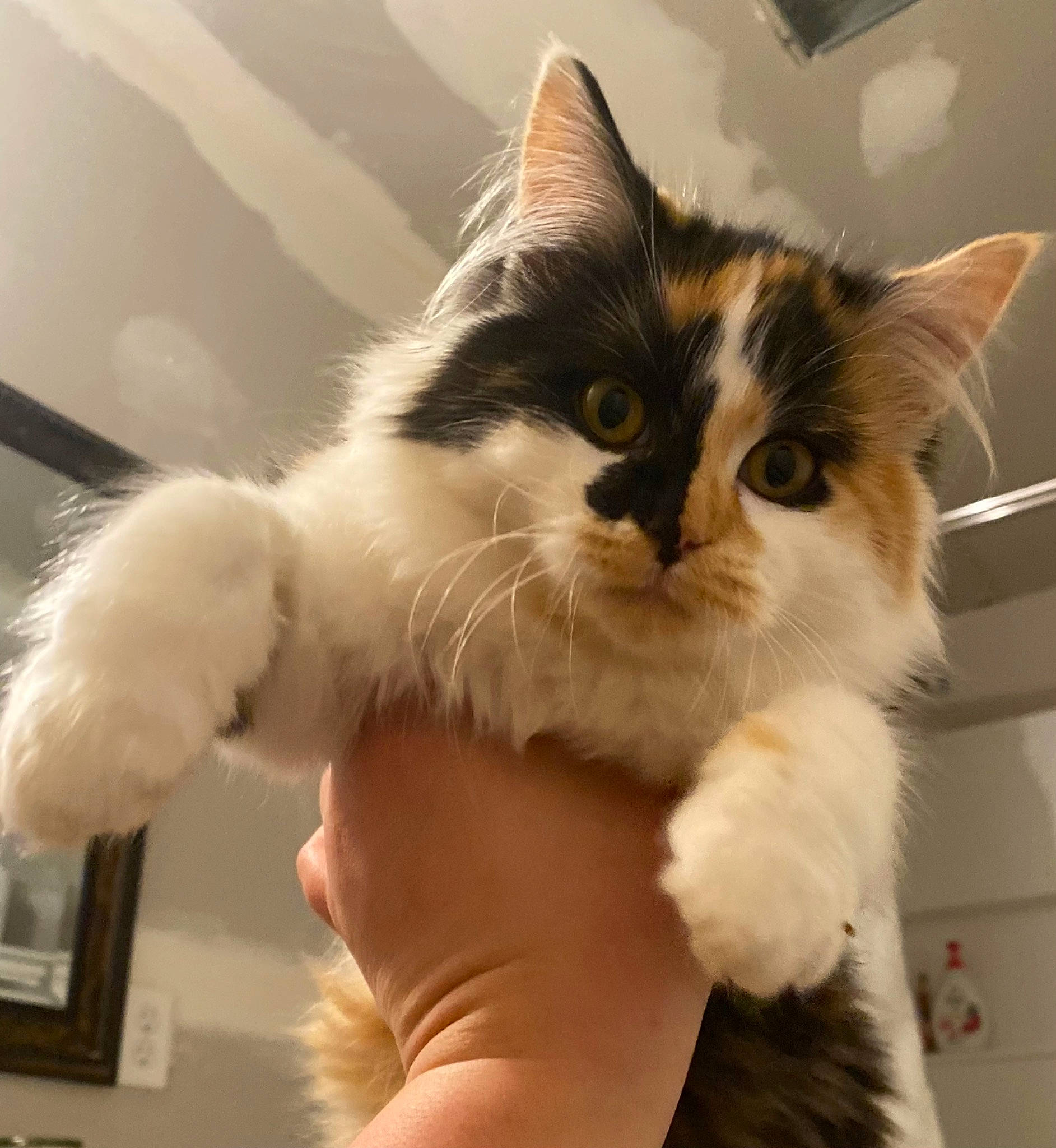 Giselle joined the competition — help win amazing prizes! carnivore, cat, claw, comfort, domestic_short_haired_cat, ear, eye, fawn, felidae, formal_wear, fur, gesture, happy, head, iris, paw, small_to_medium_sized_cats, snout, tail, whiskers