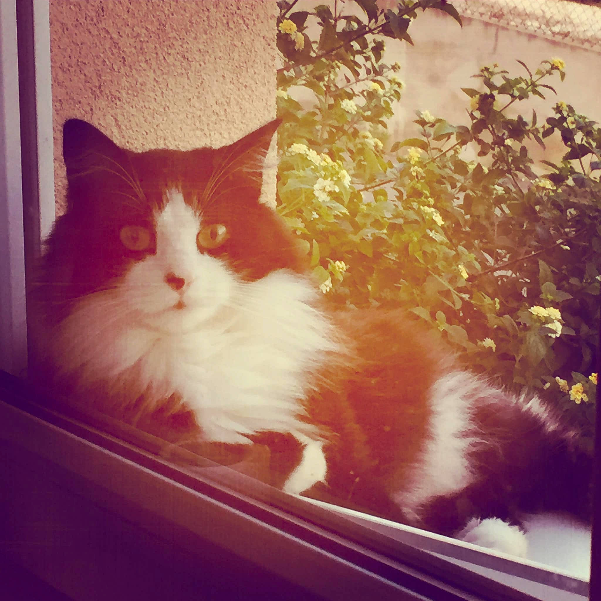 Calinette a rejoint le concours — aidez-le/la à gagner de superbes lots ! beauty, carnivore, cat, felidae, fur, grass, mammal, morning, plant, rectangle, small_to_medium_sized_cats, snout, square, sunlight, tail, tints_and_shades, vertebrate, whiskers, window, wood