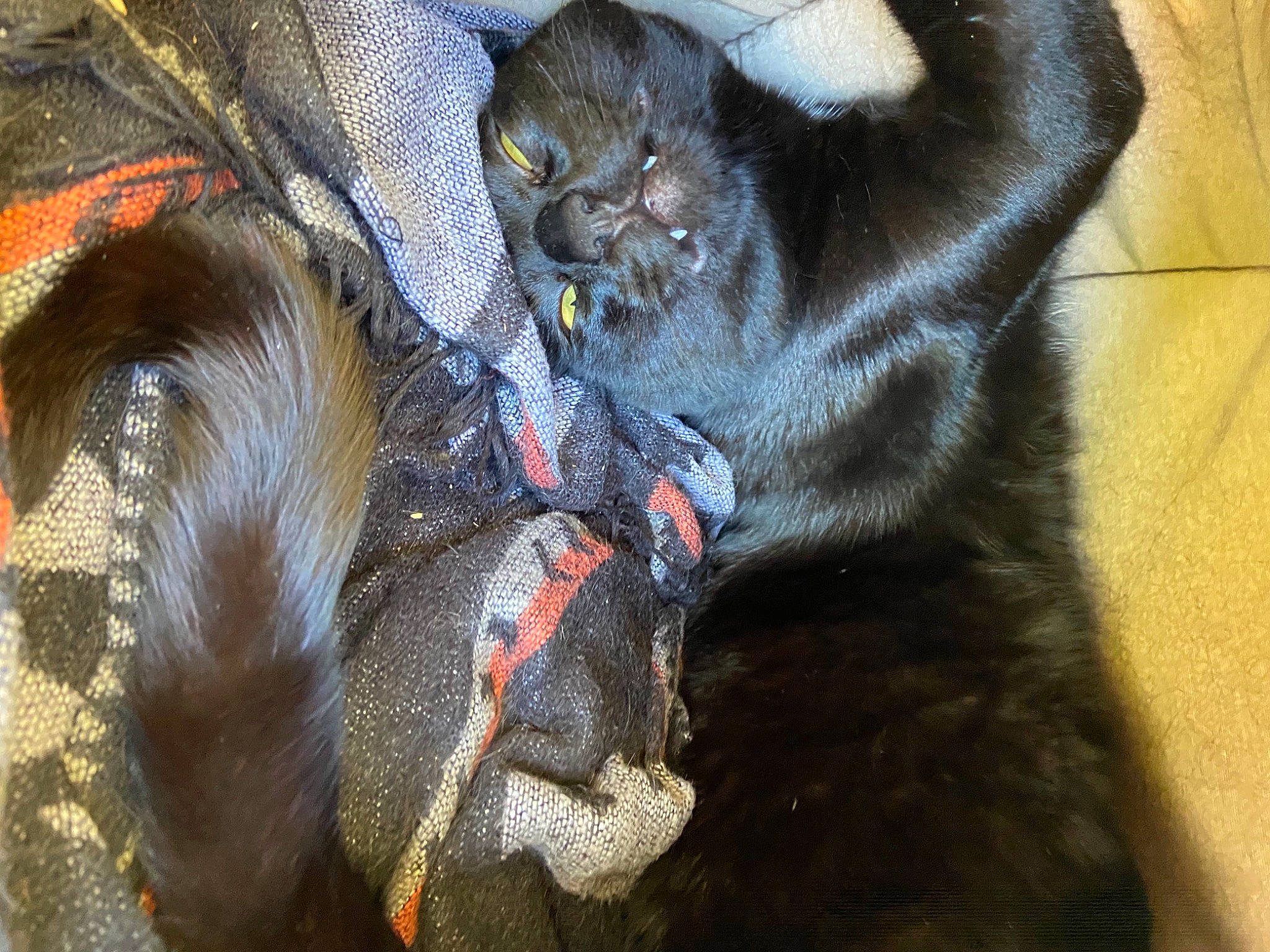 Galaxie a rejoint le concours — aidez-le/la à gagner de superbes lots ! black_cat, bombay, carnivore, cat, claw, close_up, comfort, dog_breed, domestic_short_haired_cat, electric_blue, fawn, felidae, fur, liver, paw, small_to_medium_sized_cats, snout, tail, terrestrial_animal, whiskers