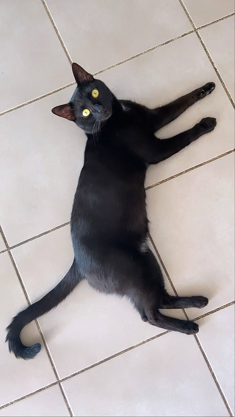 Galaxie a rejoint le concours — aidez-le/la à gagner de superbes lots ! black_cat, bombay, carnivore, cat, claw, domestic_short_haired_cat, felidae, fur, grey, paw, shadow, small_to_medium_sized_cats, snout, tail, terrestrial_animal, whiskers, wire