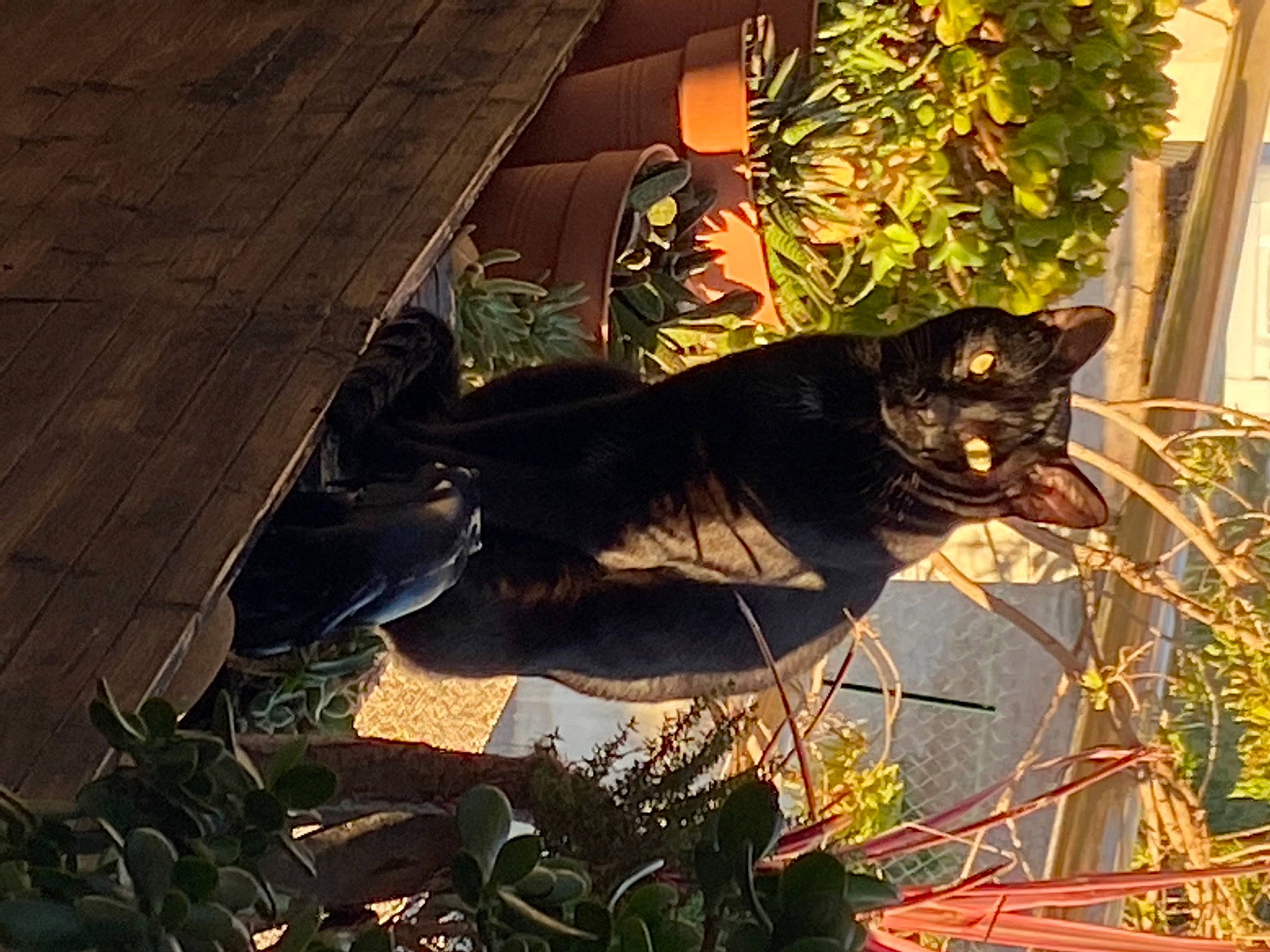 Galaxie participe au concours pour gagner de l'argent avec cette photo : black_cat, carnivore, cat, domestic_short_haired_cat, felidae, flowerpot, grass, groundcover, herbaceous_plant, plant, shadow, shrub, small_to_medium_sized_cats, soil, tail, terrestrial_animal, tints_and_shades, whiskers, window, wood
