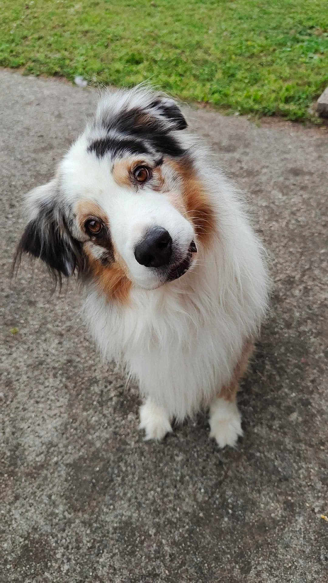 Néo participe au concours pour gagner de l'argent avec cette photo : dog, australian_shepherd, fluffy, curious, head_tilt, outdoor, grass, path, pet, canine, fur, brown_eyes, white_fur, black_spots, adorable, animal, friendly, portrait, standing, nature