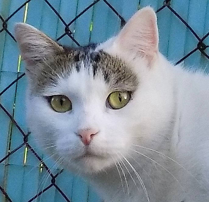 Hélios a rejoint le concours — aidez-le/la à gagner de superbes lots ! carnivore, cat, domestic_short_haired_cat, felidae, fence, fur, mesh, pet_supply, small_to_medium_sized_cats, snout, whiskers, window