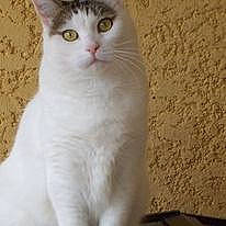 Hélios a rejoint le concours — aidez-le/la à gagner de superbes lots ! carnivore, cat, domestic_short_haired_cat, felidae, fur, paw, small_to_medium_sized_cats, tail, terrestrial_animal, whiskers, window