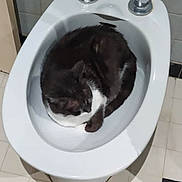 Doucette participe au concours pour gagner de l'argent avec cette photo : cat, bidet, bathroom, tiled_floor, tiled_wall, black_and_white_cat, curled_up, pet, animal, cozy, indoor, plumbing_fixture, fur, resting, sleeping, white, gray, floor, home, comfort