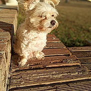 Boogah Man joined the competition — help win amazing prizes! dog, white_dog, fluffy, pet, outdoor, sunlight, brick_steps, calm, ears, fur, animal, nature, daylight, looking_away, side_view, small_dog, porch, quiet, peaceful, mammal