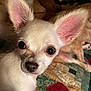 dog, puppy, chihuahua, white_dog, ears, eyes, quilt, patchwork, bed, indoor, three_dogs, close_up, pet, animal, cute, cozy, lying_down, background, soft_lighting, nose
