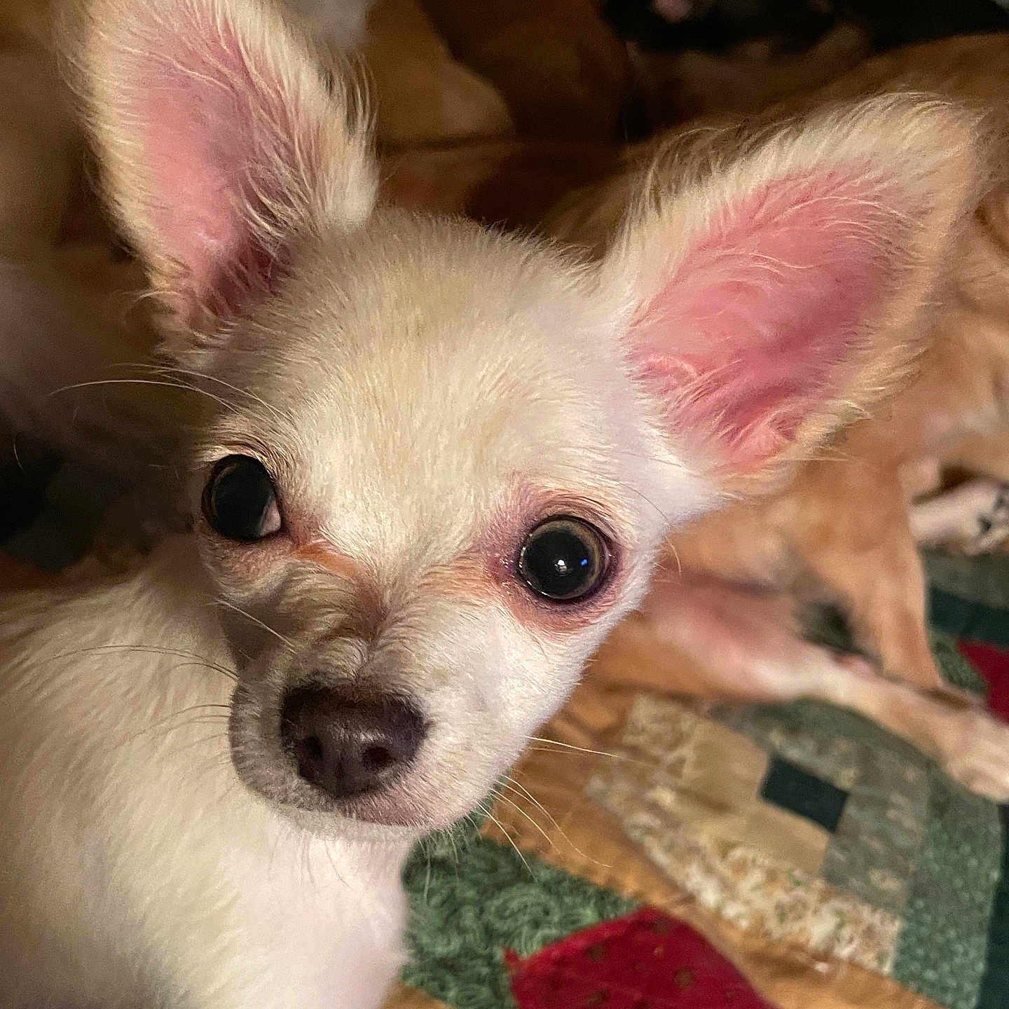 Louie joined the competition — help win amazing prizes! animal, background, bed, chihuahua, close_up, cozy, cute, dog, ears, eyes, indoor, lying_down, nose, patchwork, pet, puppy, quilt, soft_lighting, three_dogs, white_dog