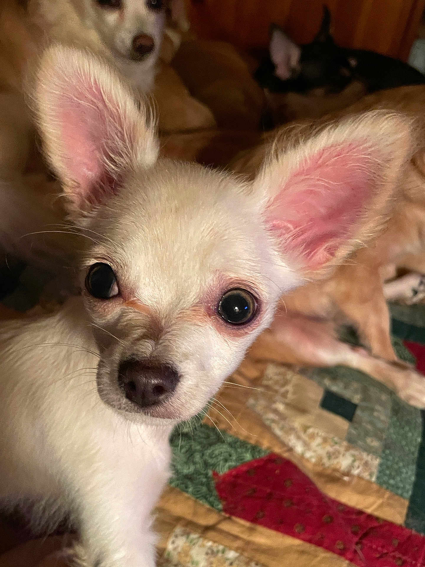 Louie joined the competition — help win amazing prizes! dog, puppy, chihuahua, white_dog, ears, eyes, quilt, patchwork, bed, indoor, three_dogs, close_up, pet, animal, cute, cozy, lying_down, background, soft_lighting, nose