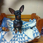 Gypsy is registered to the contest to win money with this photo: animal, attentive, black_and_tan, blanket, collar, cozy, cute, dog, floor, fur, household, indoor, large_ears, patterned_blanket, pet, sitting, small_dog, teddy_bear, toy, wooden_bed