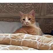 Otis is registered to the contest to win money with this photo: animal, bed, blanket, calm, cat, cozy, cute, domestic, feline, furniture, home, indoor, orange_cat, pet, pillow, portrait, relaxed, resting, sleepy, wooden_headboard
