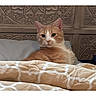 cat, orange_cat, bed, blanket, pillow, wooden_headboard, indoor, relaxed, pet, animal, feline, home, furniture, resting, portrait, cute, domestic, cozy, calm, sleepy