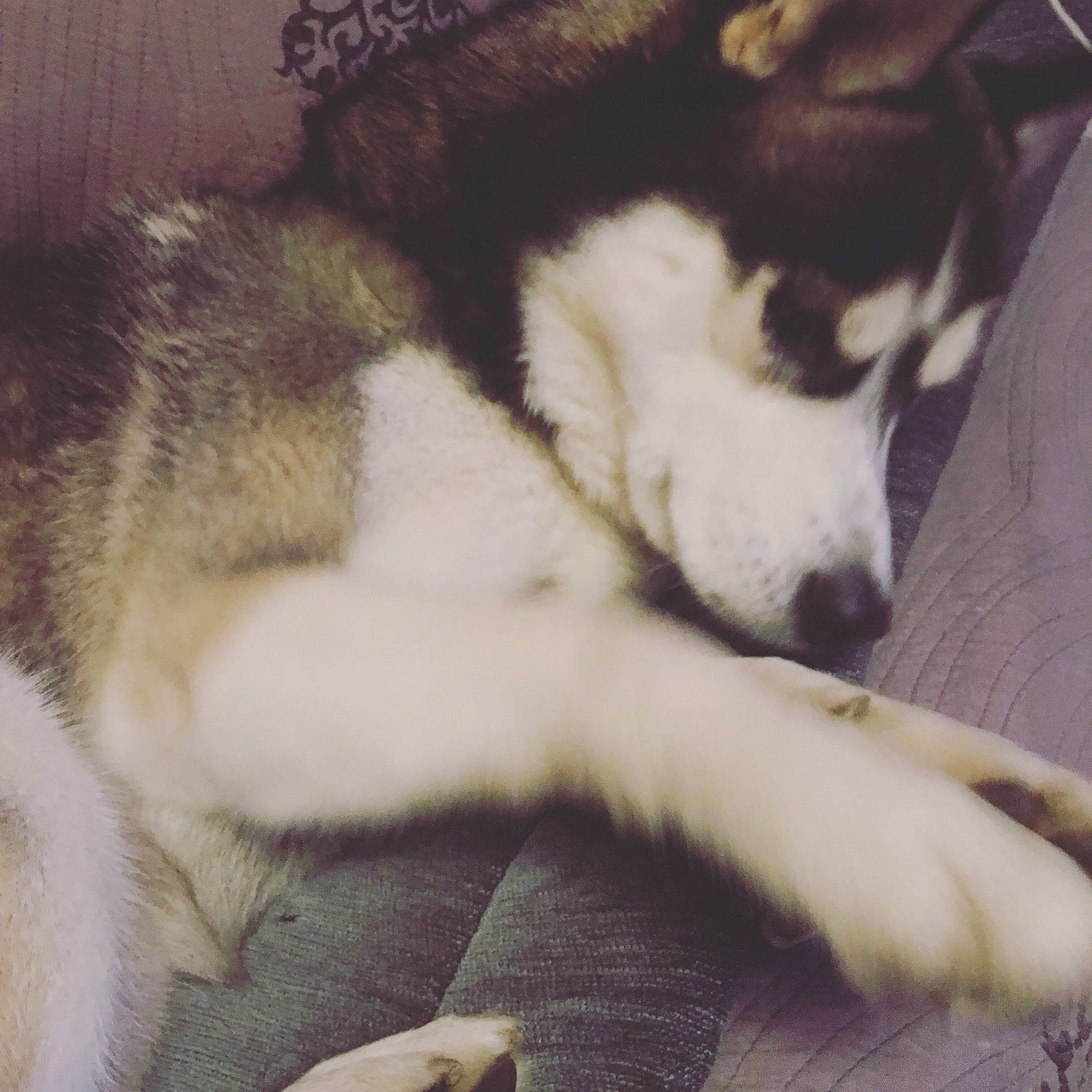 Hako a rejoint le concours — aidez-le/la à gagner de superbes lots ! alaskan_malamute, canadian_eskimo_dog, canidae, carnivore, dog, dog_breed, east_siberian_laika, labrador_husky, mammal, native_american_indian_dog, northern_inuit_dog, sakhalin_husky, seppala_siberian_sleddog, siberian_husky, sled_dog, tail, tamaskan_dog, west_siberian_laika, wolfdog