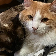 Marshmallow is registered to the contest to win money with this photo: cat, cats, feline, pet, sleeping, resting, fluffy, orange_cat, white_cat, dark_cat, close_up, indoor, cozy, snuggling, fur, whiskers, cute, domestic_animal, companion, animal
