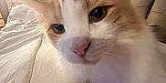 Marshmallow is registered to the contest to win money with this photo: cat, orange_and_white, close_up, bed, blanket, indoor, curtains, bookshelf, furniture, pet, whiskers, nose, ears, soft_lighting, cozy, home, feline, curious, animal, portrait