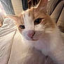 cat, orange_and_white, close_up, bed, blanket, indoor, curtains, bookshelf, furniture, pet, whiskers, nose, ears, soft_lighting, cozy, home, feline, curious, animal, portrait