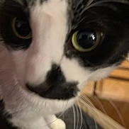 Mavis joined the competition — help win amazing prizes! animal, black_and_white, cat, close_up, closeup, curious, cute, domestic, eyes, face, feline, fur, indoor, nose, pet, portrait, soft, tabby, whiskers