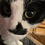 animal, black_and_white, cat, close_up, closeup, curious, cute, domestic, eyes, face, feline, fur, indoor, nose, pet, portrait, soft, tabby, whiskers