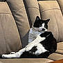 Mavis is registered to the contest to win money with this photo: animal, black_and_white, cat, couch, cozy, cute, domestic, fur, furniture, home, indoor, looking, lounging, mammal, paw, pet, relaxed, resting, seated, whiskers