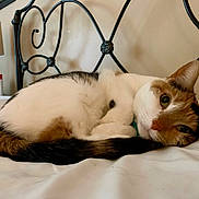 Tammy joined the competition — help win amazing prizes! cat, calico, bed, white_sheet, feline, resting, indoor, pet, animal, relaxed, fur, tail, ear, face, collar, lamp, headboard, metal, home, cozy