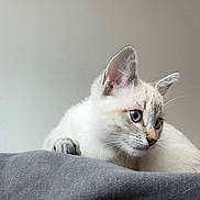 Momo is registered to the contest to win money with this photo: kitten, cat, white_cat, blue_eyes, curious, pet, animal, feline, whiskers, ears, soft_fur, gray_fabric, indoor, closeup, portrait, young_cat, alert, domestic_cat, cute, background