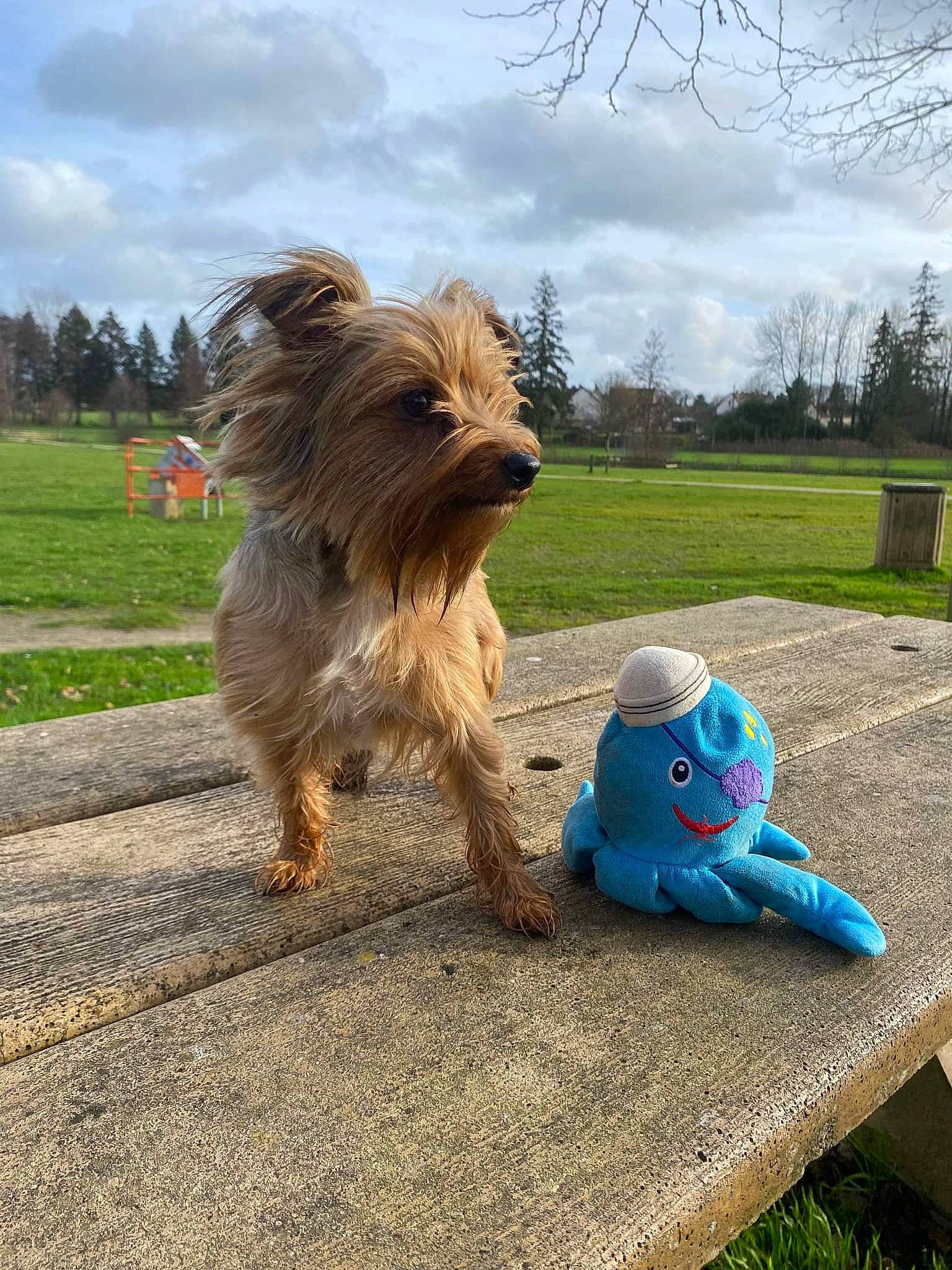 Pepsie a rejoint le concours — aidez-le/la à gagner de superbes lots ! australian_terrier, canidae, carnivore, cloud, companion_dog, dog, dog_breed, dog_clothes, dog_supply, fawn, grass, liver, plant, sky, small_terrier, sporting_group, terrier, toy_dog, tree, yorkshire_terrier