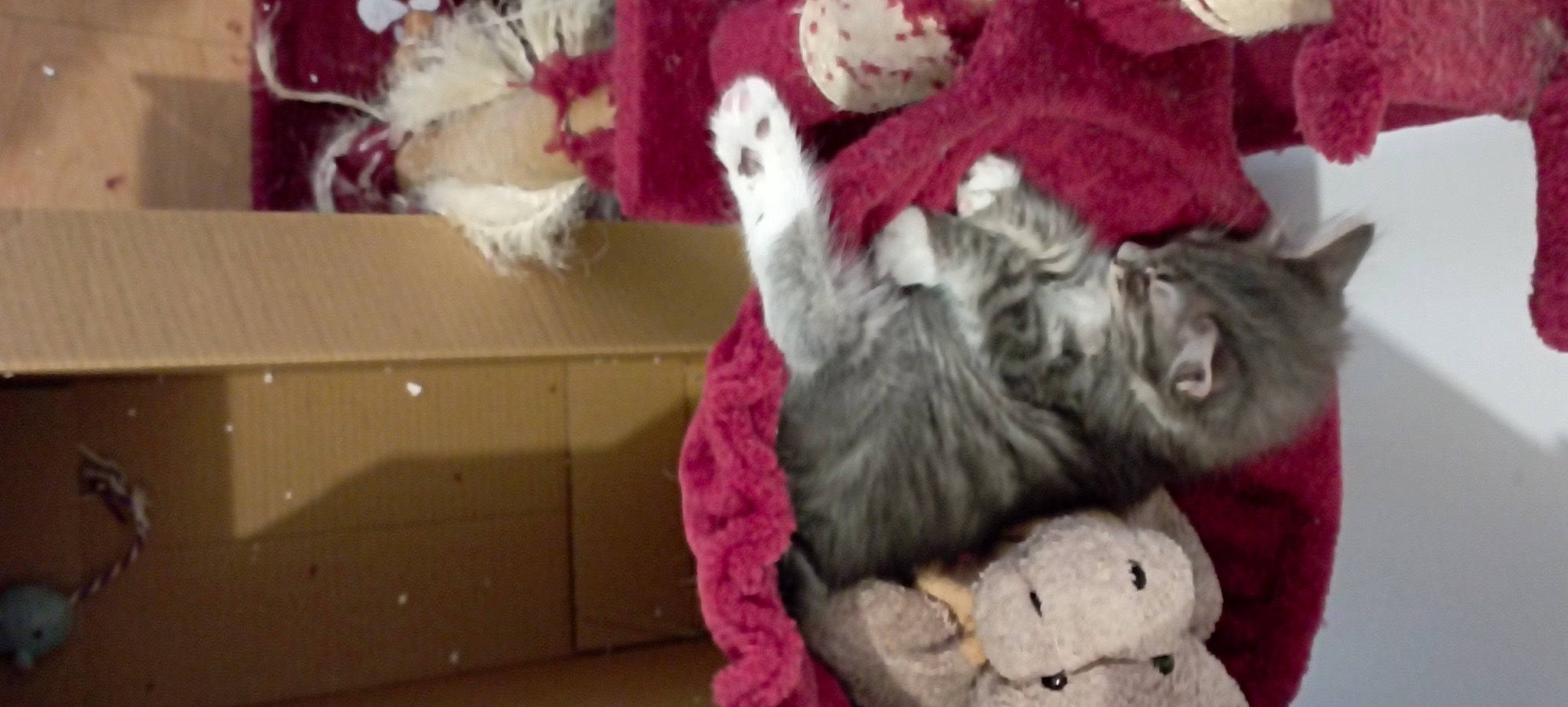 Whisky participe au concours pour gagner de l'argent avec cette photo : canidae, carnivore, cat, comfort, companion_dog, dog_breed, felidae, fur, linens, magenta, mammal, paw, pink, room, small_to_medium_sized_cats, sporting_group, tail, toy, whiskers, wool